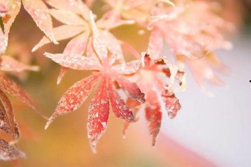 秋秋霞在线观看秋,探寻秋生成之美  第1张