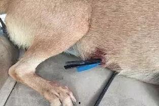 娱乐圈爆料流浪狗是谁啊,流浪狗身份揭秘！  第1张